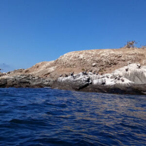 Pinguinbeobachtung auf der Insel Cachagua