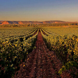 Besuch des Weinguts Rioja Vega