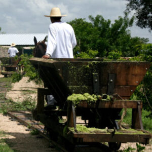 Tour durch eine traditionelle Yucatan-Hacienda