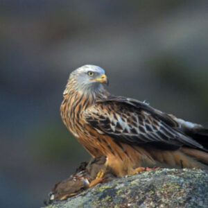 Vogelbeobachtung in der Sierra de Aracena