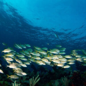 Cancun-Pass gehen