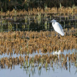 Ausflug nach Valencia und Albufera + Chufa Felder