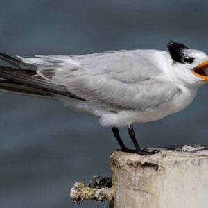 Vogelbeobachtung in Foz