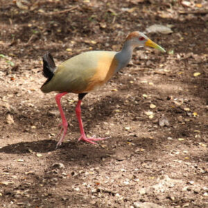 Vogelbeobachtung im Native Reserve