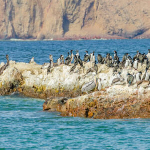 Tour durch das Paracas National Reserve