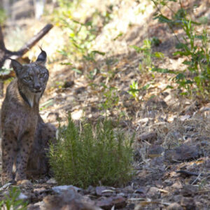 Iberischer Luchs und Vogelbeobachtung in Campo de Montiel