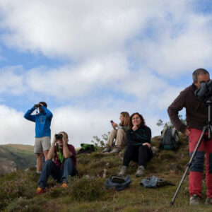Kantabrische Braunbärsichtung in Asturien