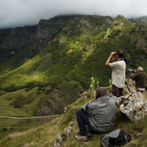Kantabrische Braunbärsichtung in Asturien
