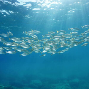 PADI Scuba Diver Kurs von Ciudadela
