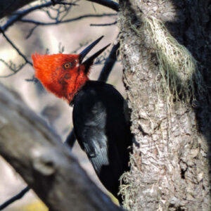 Vogelbeobachtung in San Martin de los Andes