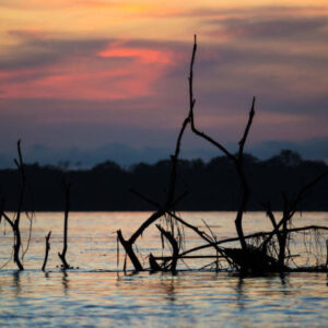 Nachtwanderung durch den Amazonas-Regenwald