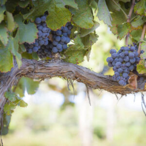 Burgunder Weintour