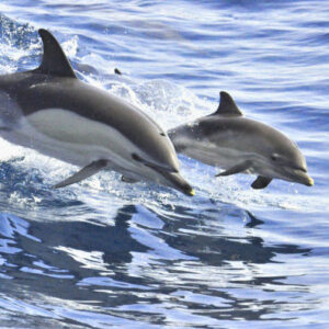 Segeltörn mit Walbeobachtung