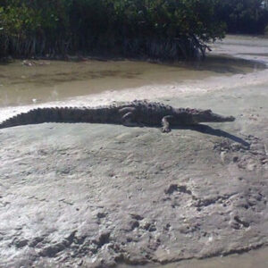 Paddeln in Holbox
