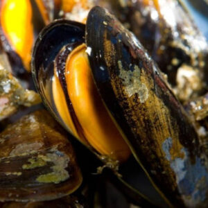 Bootsfahrt entlang der Mündung + Verkostung von Muscheln