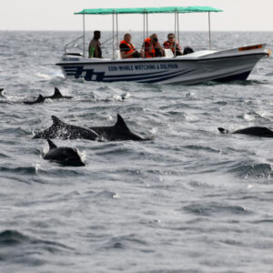 Walbeobachtung in Trincomalee