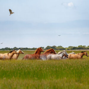 Geführte Tour durch den Nationalpark Doñana