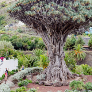 Eintritt zum Millennium Drachenbaum
