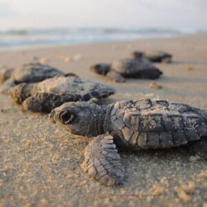 Ausflug zum Schildkrötenschutzgebiet El Verde Camacho