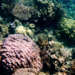 Twin and Wide Reef und Exotic and German Islands Tour