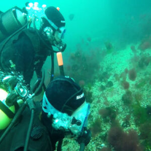 Tauchen in Puerto Madryn