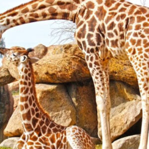 Ausflug nach Valencia + Bioparc