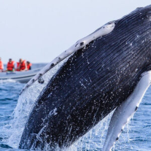 Walbeobachtung an der Riviera Nayarit