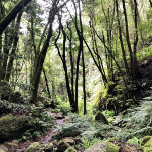 Wandern durch den Zauberwald von Puntallana