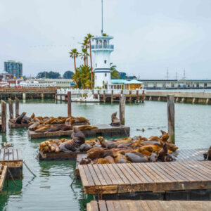 Katamaranfahrt um die Bucht von San Francisco
