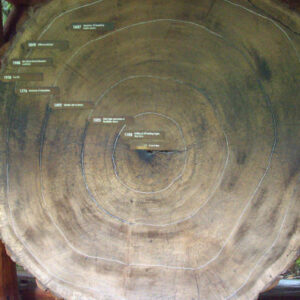 Muir Woods und Sausalito Tour