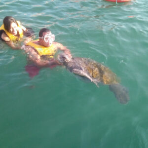 Schwimmen Sie mit Schildkröten in El Ñuro + Máncora Beach