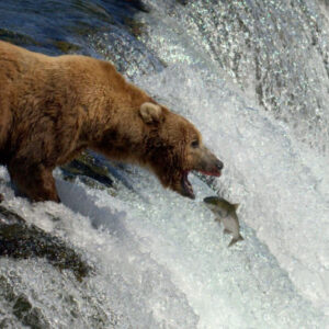 Grizzlybärensichtung