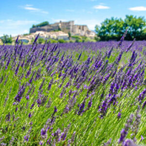 Lavendel-Tour von Luberon