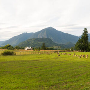 Ausflug zum Lake Ranco
