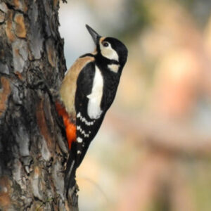 Vogelbeobachtung in El Pardo