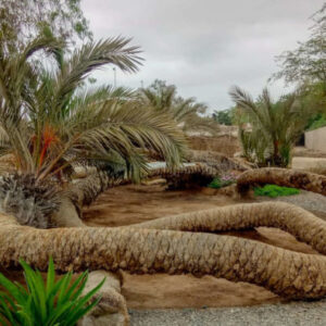 Tour durch Ica und die Oase von Huacachina