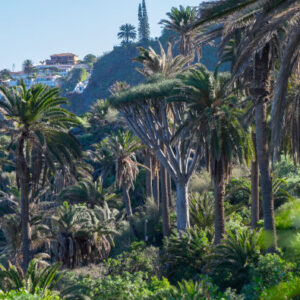 Tour durch Masca und die Aussichtspunkte des Nordens von Teneriffa