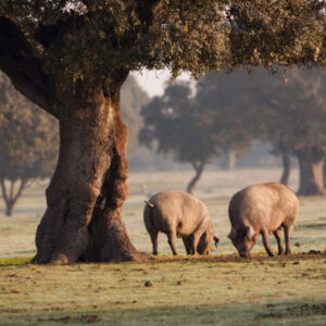 Iberische Schweinetour durch Alájar