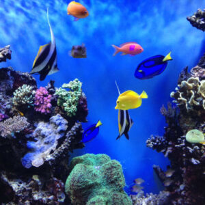 Eintritt in das Aquarium der Bucht