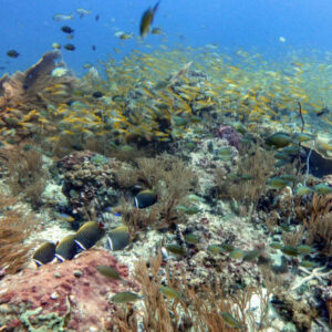 PADI Open Water Tauchkurs
