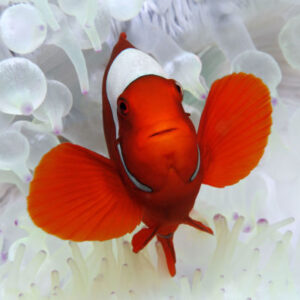 Tauchen im Great Barrier Reef
