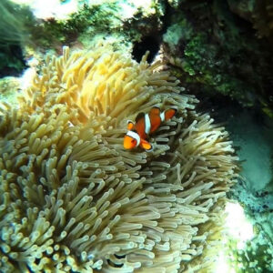 Phi Phi Inseln Tour