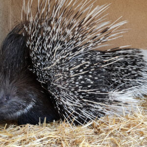 Eintritt in den Zoo Das Zeitalter der Vögel
