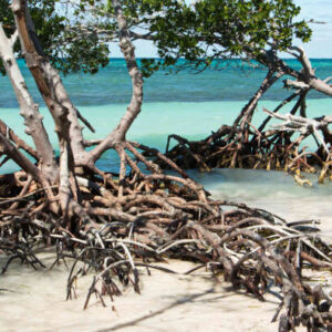 Transfer nach Cayo Jutías