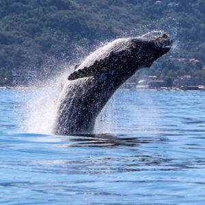 Walbeobachtung in Puerto Vallarta