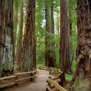 Muir Woods und California Vineyards
