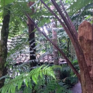 Ausflug zum Botanischen Garten Quindío