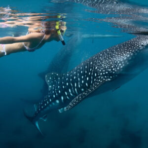 Schwimmen Sie mit Walhaien + Isla Mujeres