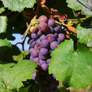 Elsass-Tour + Weinprobe