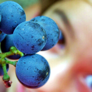 Tomelloso Weintour